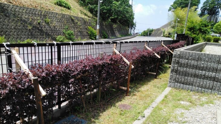 大阪府河内長野市末広町<br />くすのき幼稚園様　横断幕<br />2025.6.4